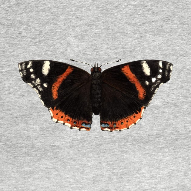 Red Admiral by JadaFitch